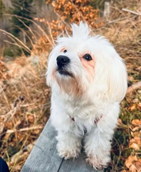 Lili